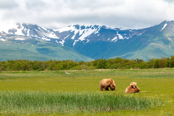 istock Grizzly family 2149165133