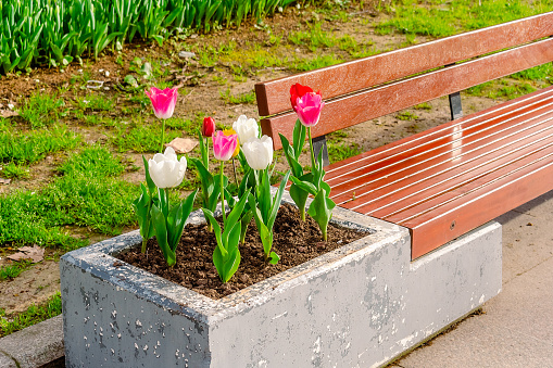 A wooden bench with an integrated flowerbed in which tulips are planted. A bench with a flowerbed in a park in Istanbul.