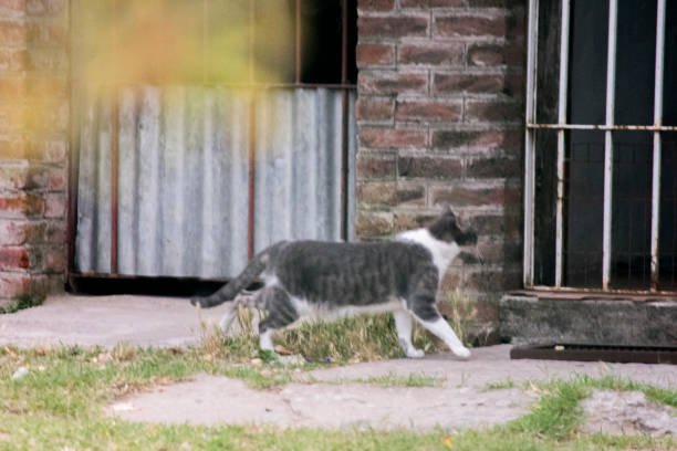gray and white cat walking in front of a house