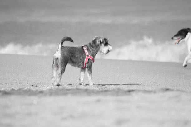 istock dog walking on the seashore 2149166124