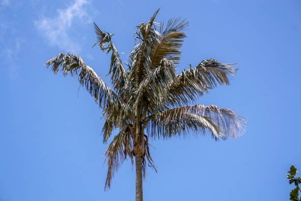 istock Palms of the genus Wettinia 2149166212
