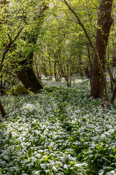 istock Wild garlic growing in springtime, wit sunlight shining through the trees 2149166514