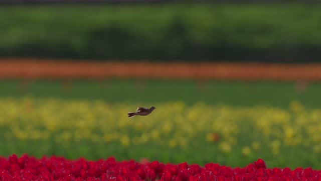 Skylark Alauda arvensis hovers above red tulip field and dips down again, tele