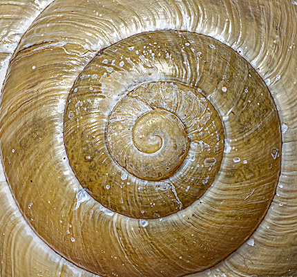 Close up of the shell of a white lipped snail
