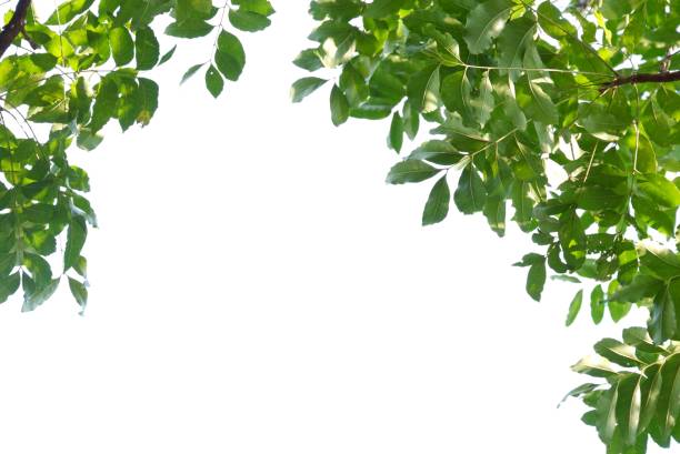 istock A Tropical tree with leaves branches on white isolated background for green foliage backdrop 2149167908