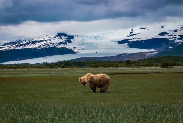 istock Grizzly and Snow-caps 2149168192