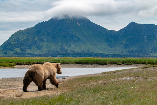 Grizzly bear walking away next to a body of water with mountains in the background