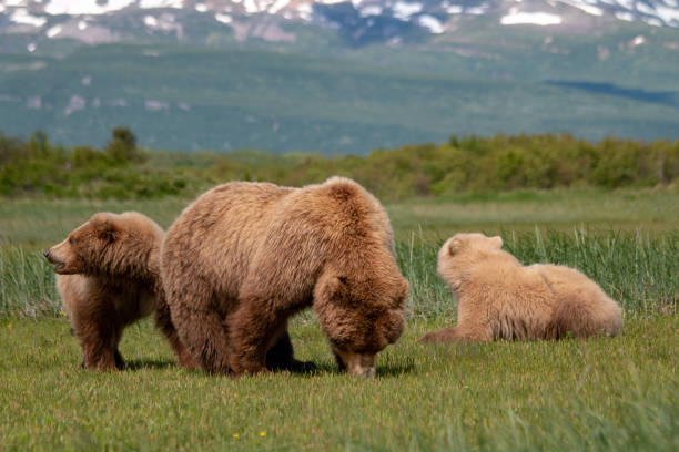 istock Grizzly family 2149168227