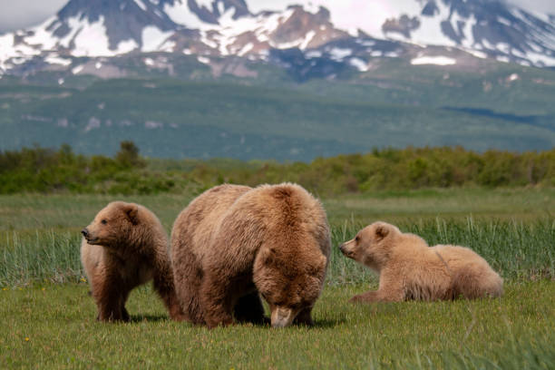 istock Grizzly family 2149168235