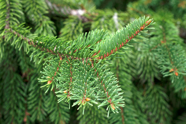 istock close up of spruce branch 2149168243