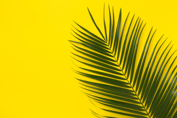 istock Green palm leaves on color background, top view 2149169000