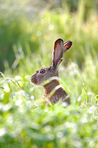 a wet hare peeks out from the dew-covered grass