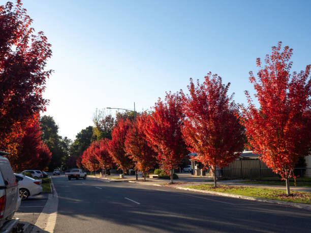 istock Brightly coloured autumn trees on main street 2149169199