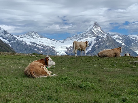 Brown cows lying down on grass with snow capped mountain backdrop