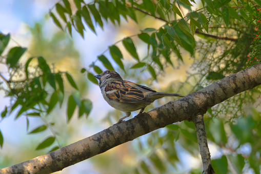closeup of a House sparrow standing on a tree. High quality photo