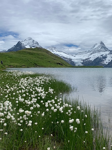 Swiss lake with white flowers and snowcapped peaks