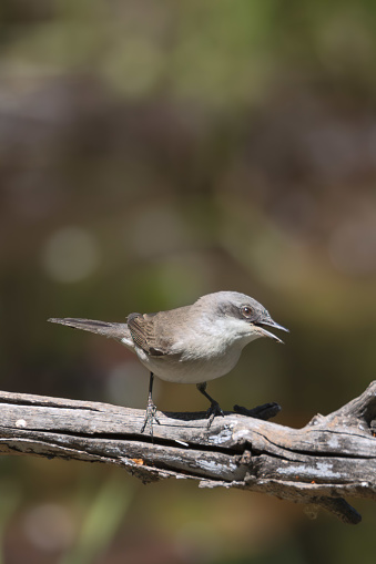 standing on the branch lesser whitethroat . High quality photo