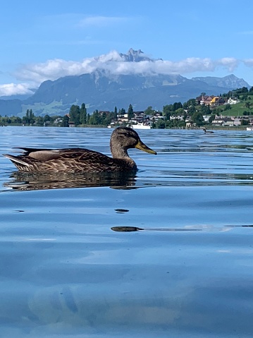 Duck on calm water of lake with mount PILATUS in background