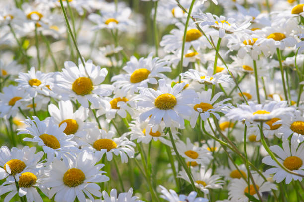istock Wild chamomile flowers growing on meadow, white chamomiles on green grass background 2149169996