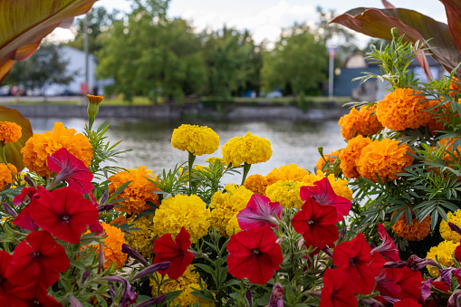 Flowers growing near river in Carleton Place in Ontario, Canada in summer. Marigolds