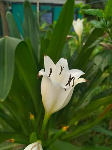 A Close Portrait Of A White Lily Flower. White Asiatic Lily, Bulk Oriental Lilies White