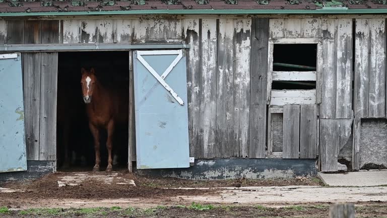 Horse in the Doorway