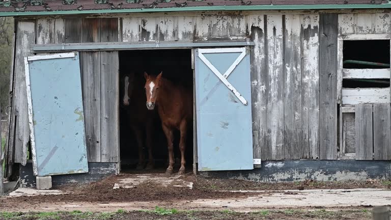 Two Horses in the Doorway
