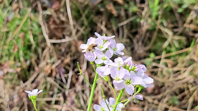 Meadowfoam (Cardamine pratensis) in a meadow with zoom