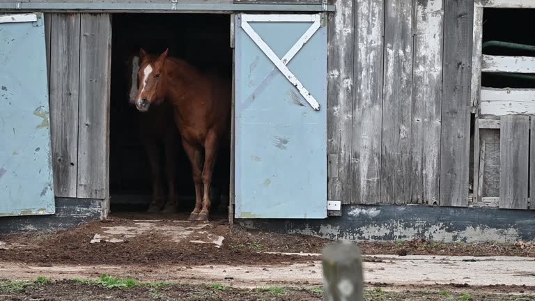 Two Horses in Open Doorway