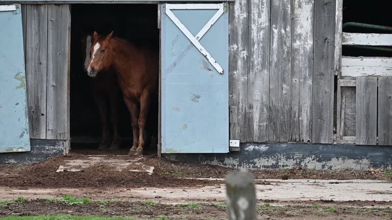Two Horses in Open Doorway