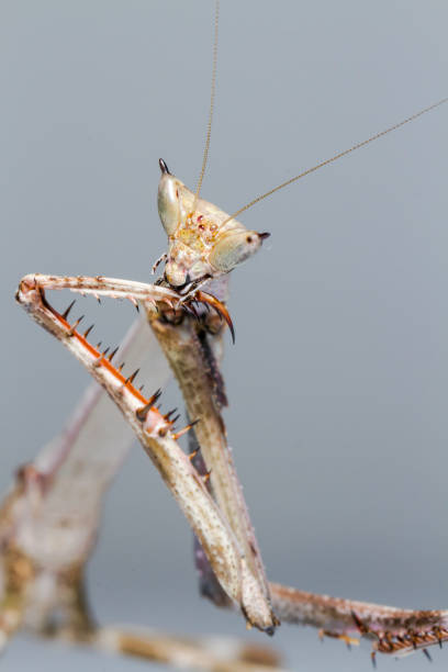 istock Close Up Flower mantis on white background, Praying Mantis insect 2149174202