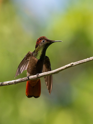 A male Ruby-Topaz Hummingbird, Chrysolampis mosquitus, perched on a twig flapping its wings: Tobago.