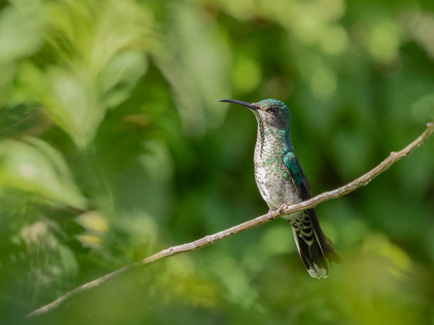 istock White-necked Jacobin, Florisuga mellivora, female: Tobago 2149174883