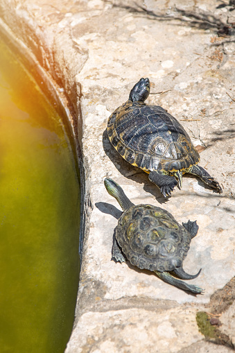 Two turtles crawling along the edge of an artificial pond in the park. Vertical image.