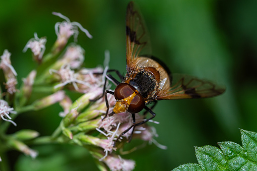 Close up detail of horsefly during summer