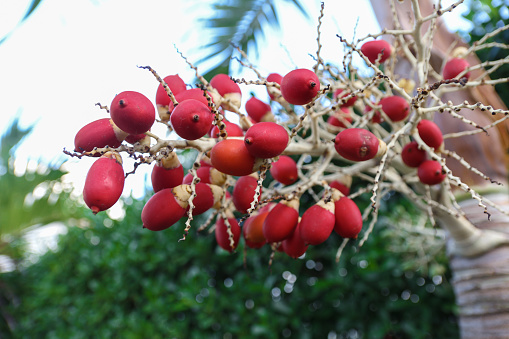 red coconuts palm fruits tropical plant
