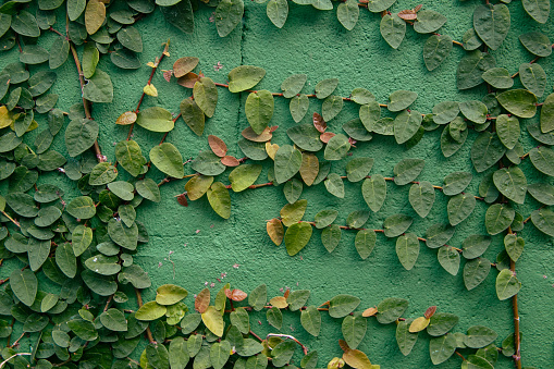 climbing plant on the green wall known as ficus pumila