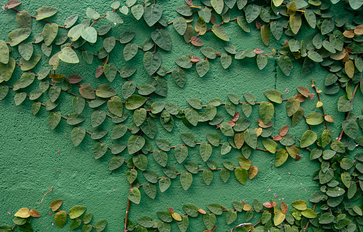 green wall with climbing plant known as ficus pumila