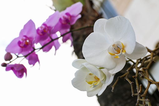 white and pink orchid flower blooming on the tree