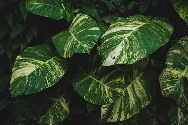 forest with spotted green leaves as a background. The leaf of Epipremnum aureum, known by the common names boa constrictor or devil's ivy forest with spotted green leaves as a background. The leaf of Epipremnum aureum, known by the common names boa constrictor or devil's ivy, is a plant in the Araceae or Epipremnum pinnatum family. snake names stock pictures, royalty-free photos & images