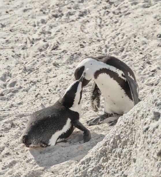 Boulders Beach Penguins