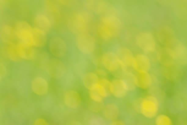 Blur of flowers in a forest.