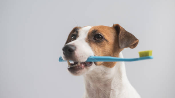 istock Jack Russell Terrier dog holding a blue toothbrush on a white background. 2149176792