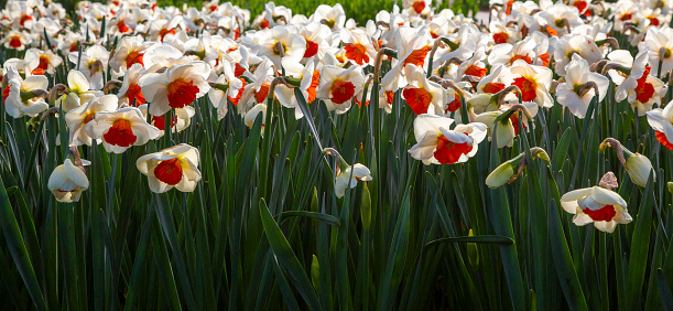 Low angle view, close-up on white narcissus flower field on a sunny day.