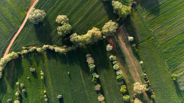 istock Aerial view of a spring field with blooming trees 2149177156
