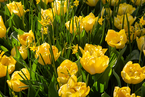 Yellow mix flowers garden of Tulips \
