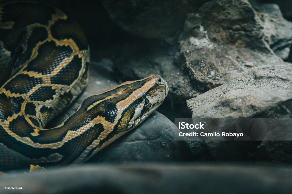 Burmese Python Coiled On Rocks In Controlled Environment Stock Photo ...