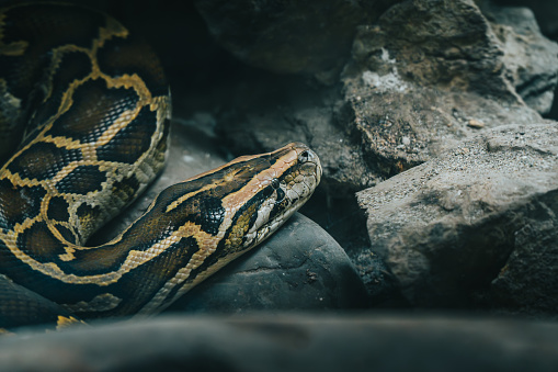 Rock Python Coiled Burmese Python Coiled On Rocks In Controlled Environment Stock Photo ...