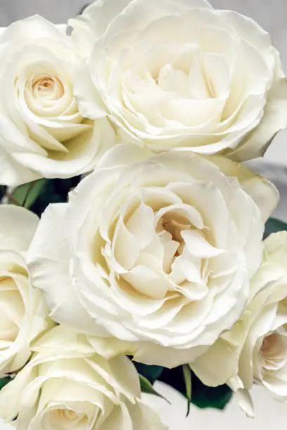 Small bouquet of half a dozen off-white roses that have bloomed and are opened