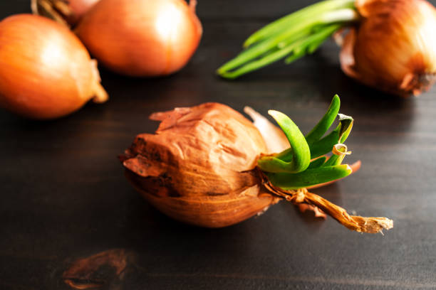 istock Sprouted Yellow Onion on a Wooden Table 2149178727